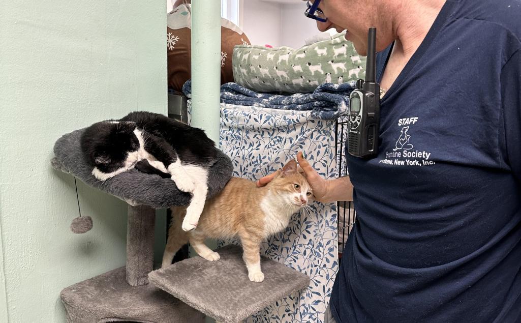 AustinPetsCat