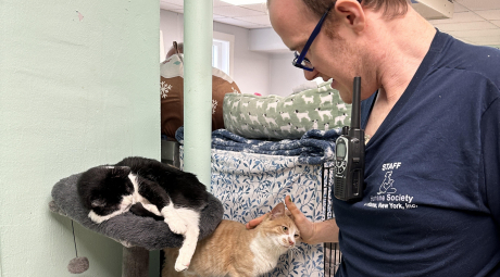 AustinPetsCat